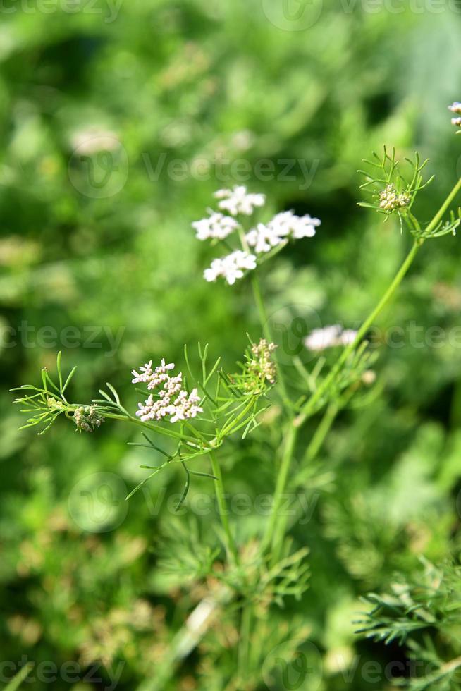 Closeup of Coriander flowers on the plant in a farm field photo