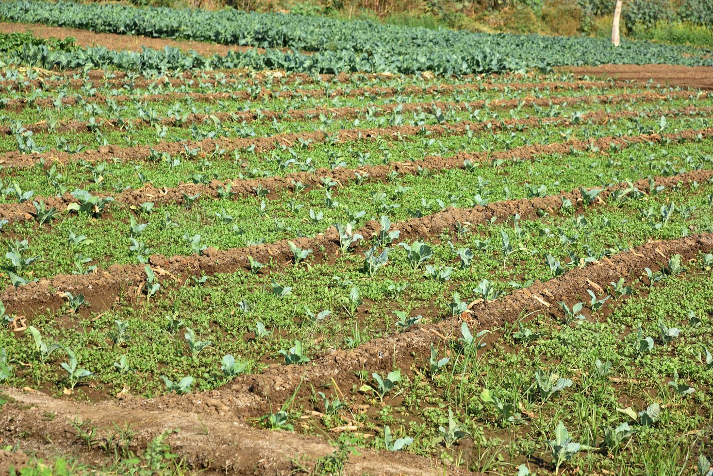Cabbage field or farm, Green cabbages in the agriculture field photo