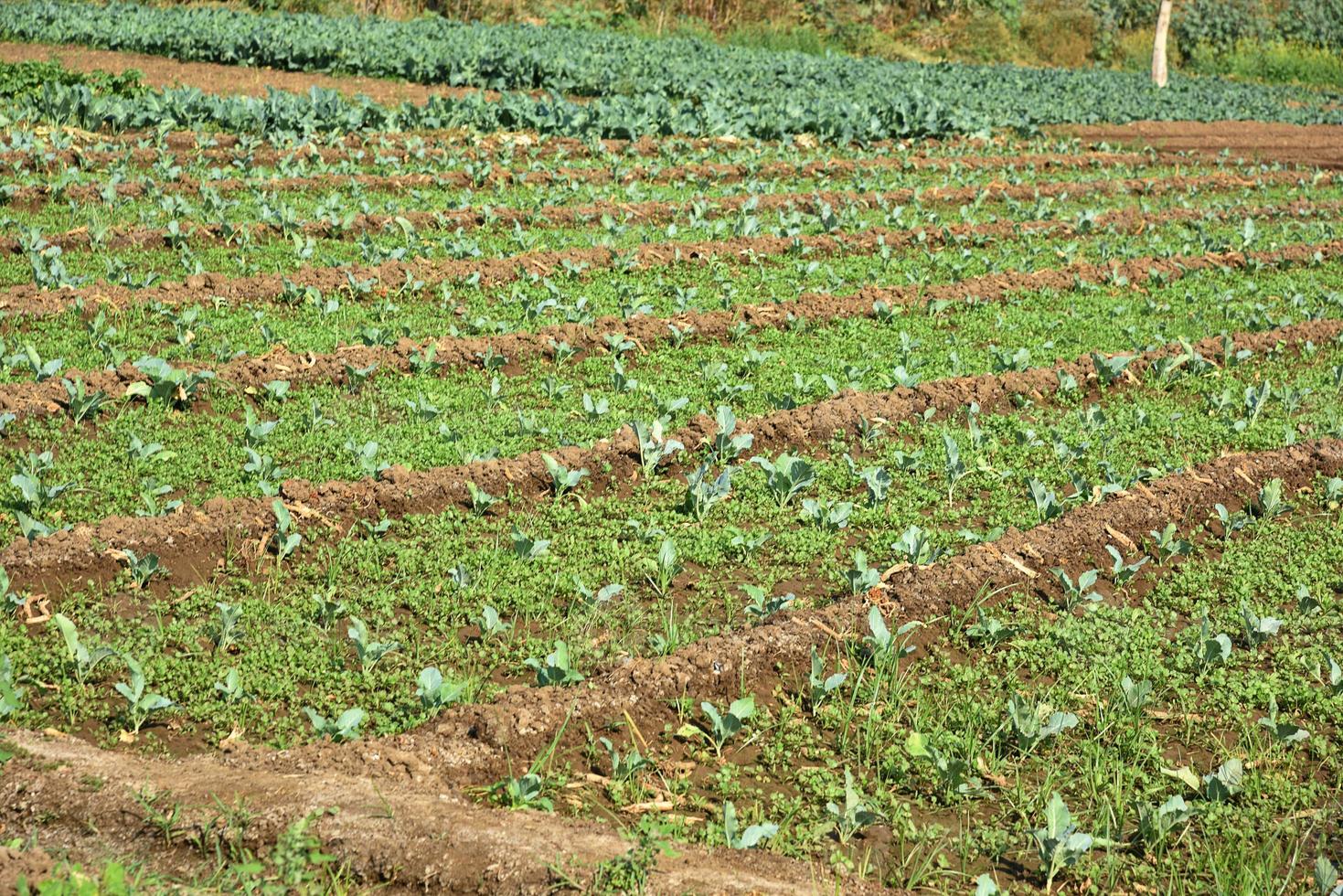 campo o granja de repollo, coles verdes en el campo de la agricultura foto