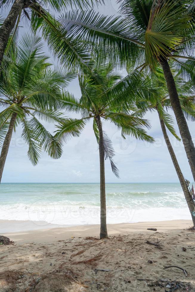 fondo de temporada de verano de increíbles palmeras de coco foto