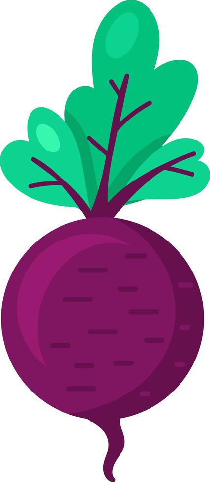 Turnip natural healthy ripe vegetable food vector