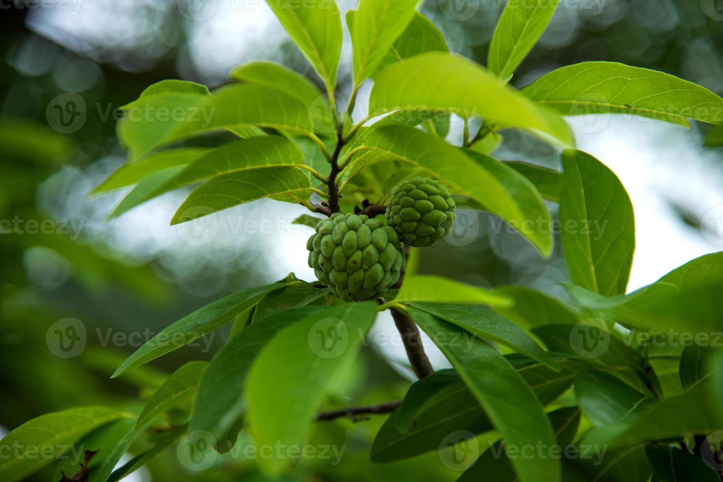 Custard apples or Sugar apples or Annona squamosa Linn. growing on a tree. photo