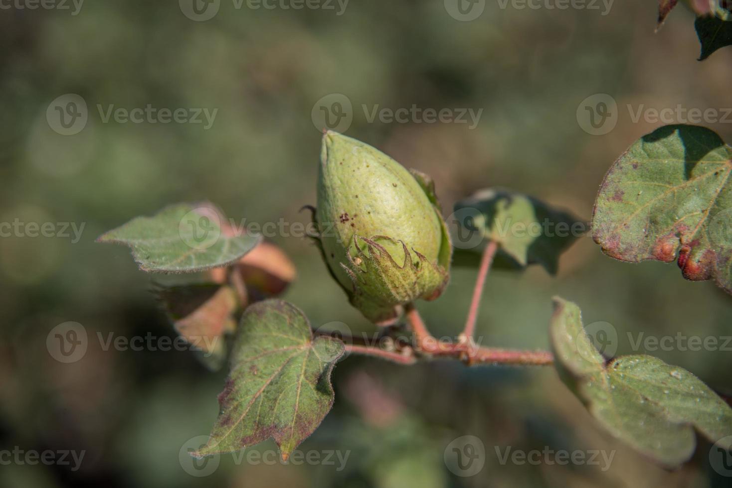 campo de cultivo de algodón, cerca de bolas de algodón y flores. foto