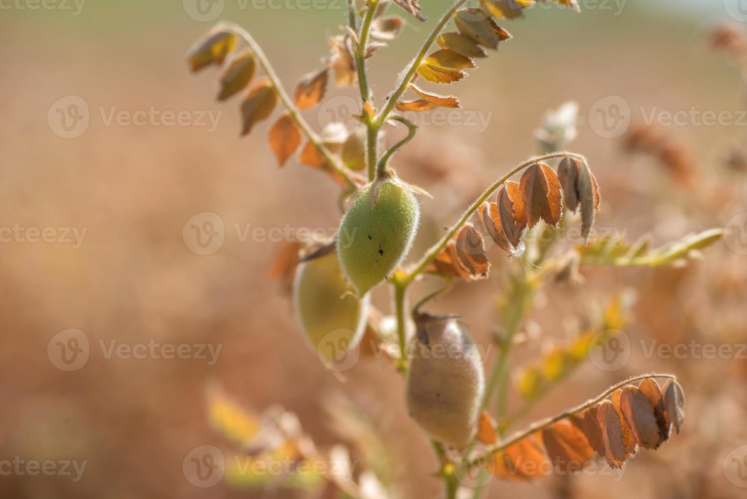 vaina de garbanzos con plantas jóvenes verdes en el campo agrícola, primer plano. foto