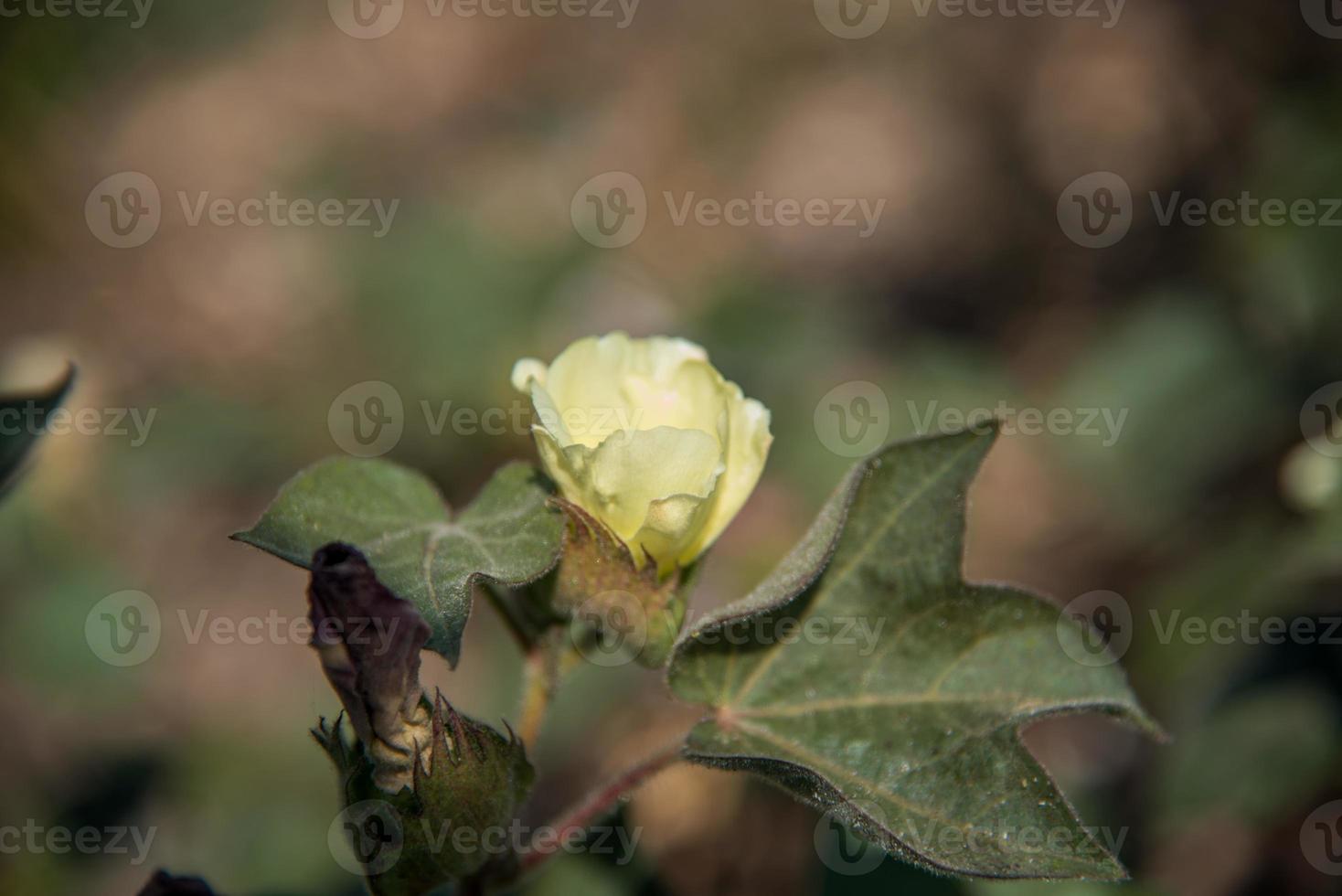 Cotton farm field, Close up of cotton balls and flowers. photo