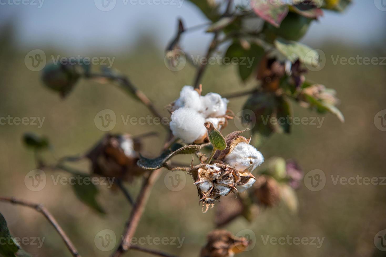 campo de cultivo de algodón, cerca de bolas de algodón y flores. foto