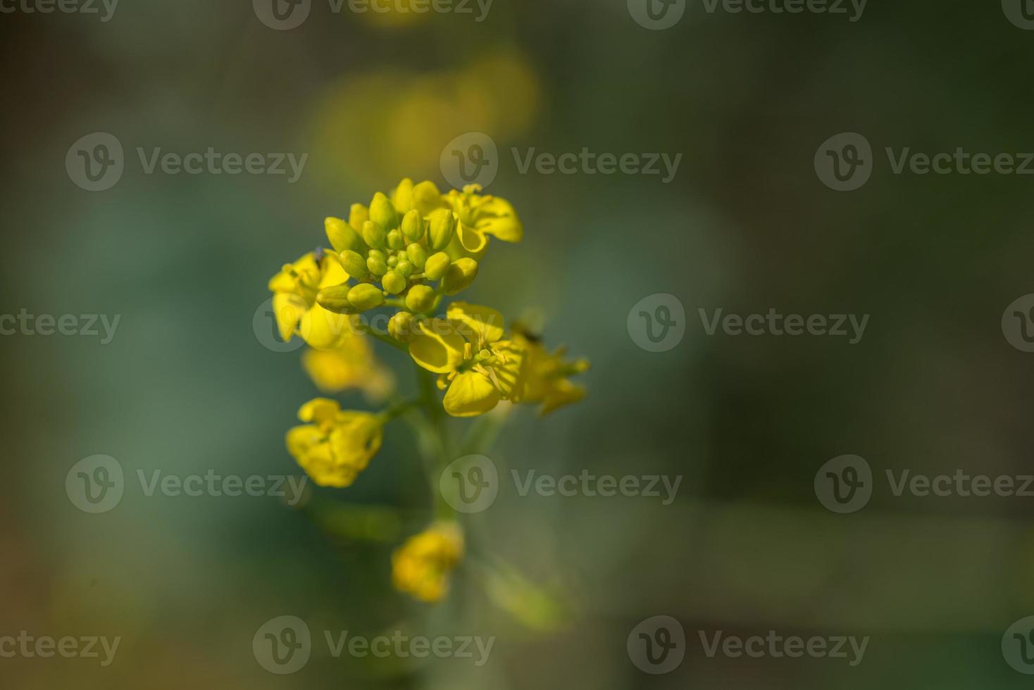 Mustard flowers blooming on plant at farm field with pods. close up. photo