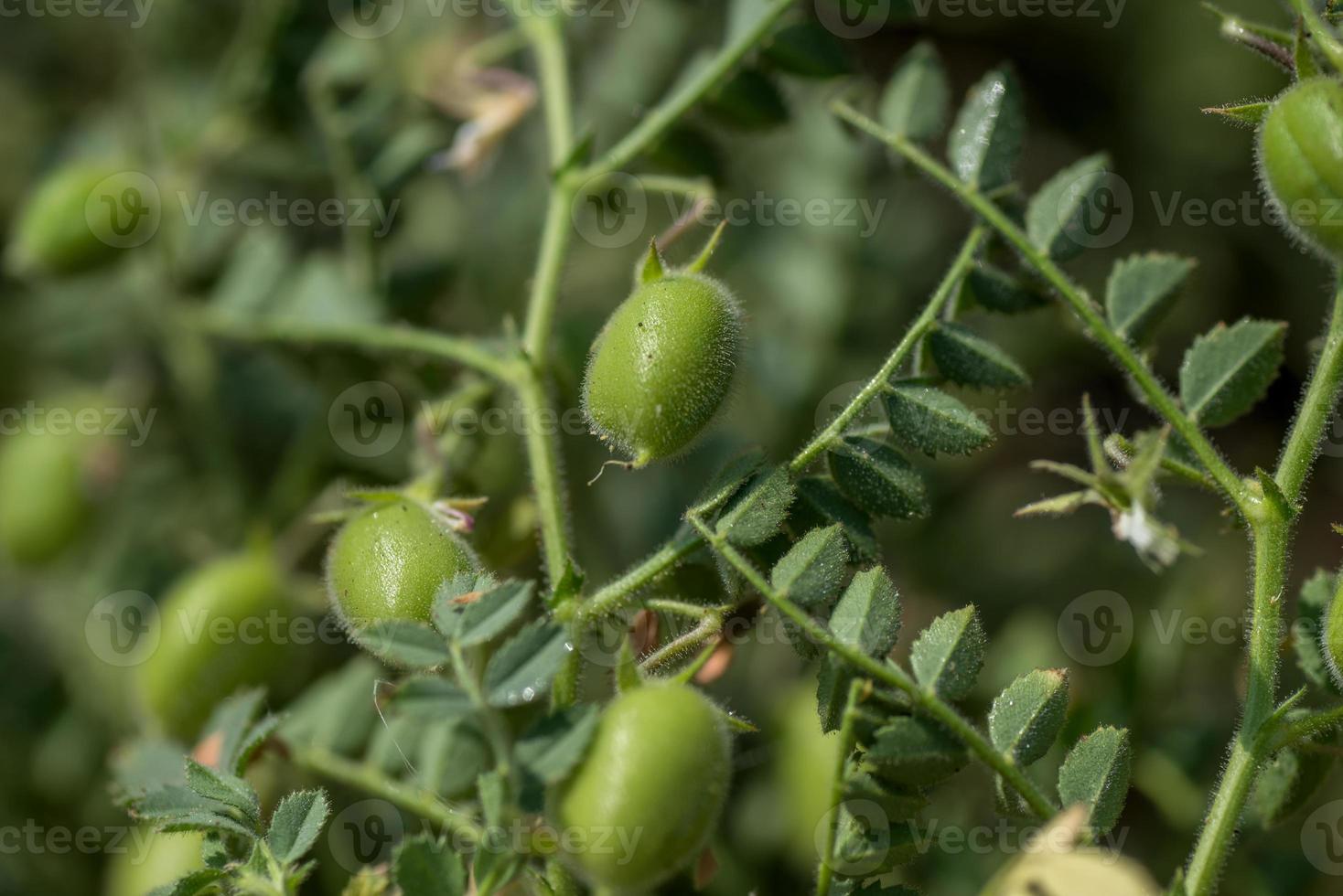 vaina de garbanzos con plantas jóvenes verdes en el campo agrícola, primer plano. foto