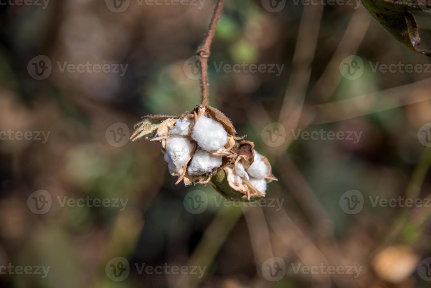 campo de cultivo de algodón, cerca de bolas de algodón y flores. foto