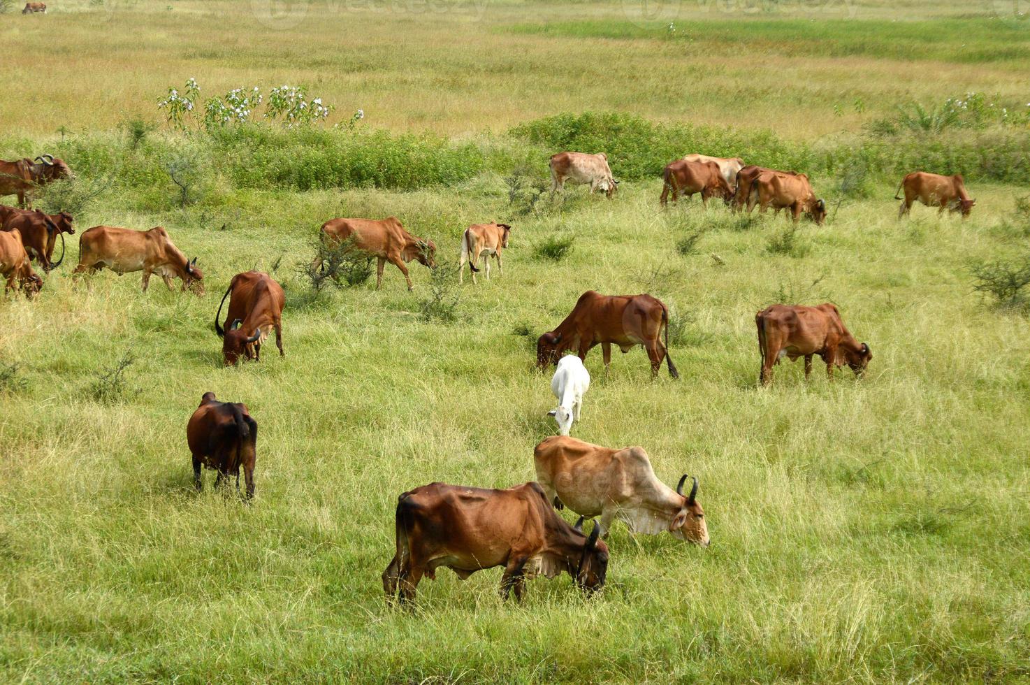 vacas y toros pastando en un exuberante campo de hierba foto