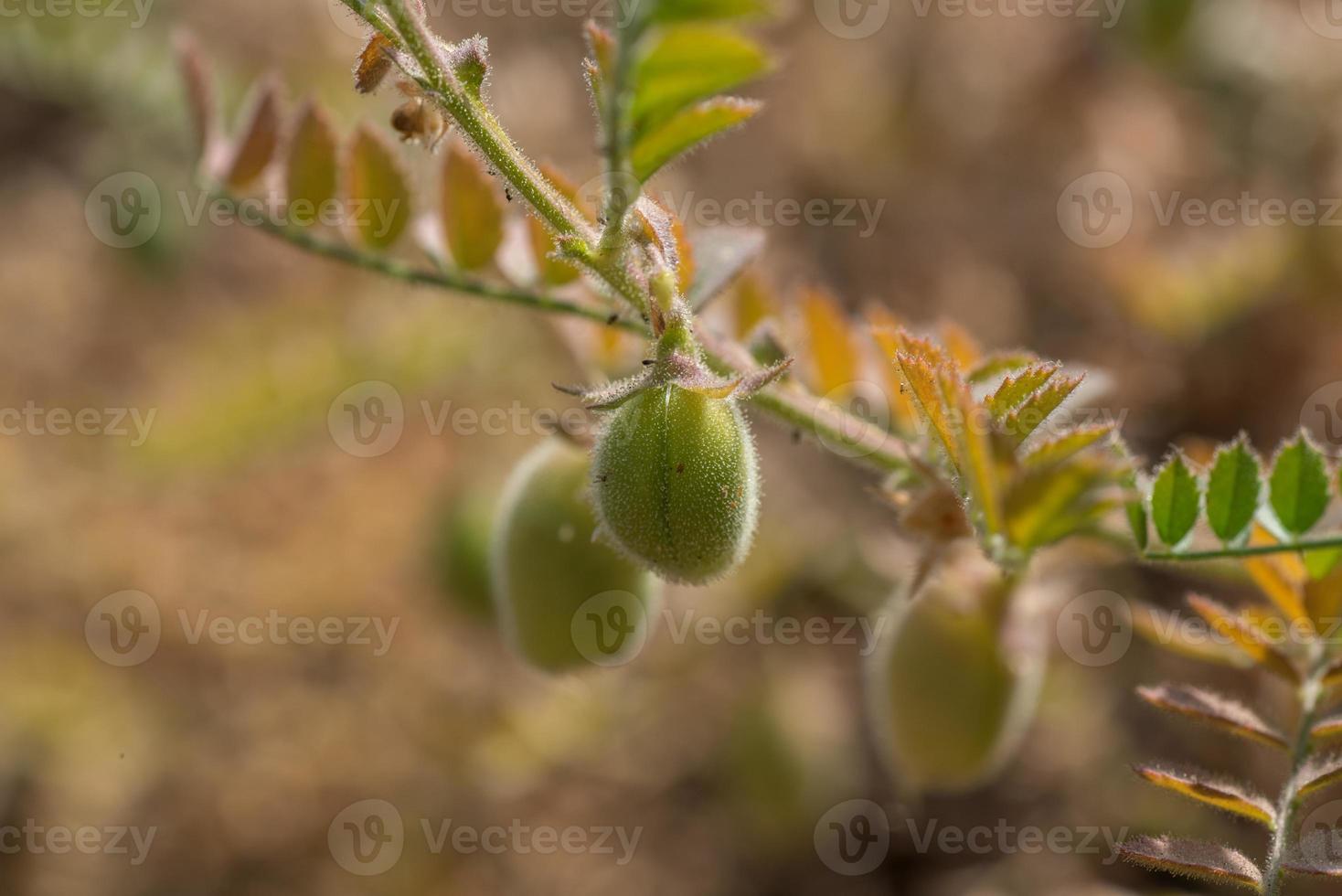 Chickpeas pod with green young plants in the farm field, Closeup. photo