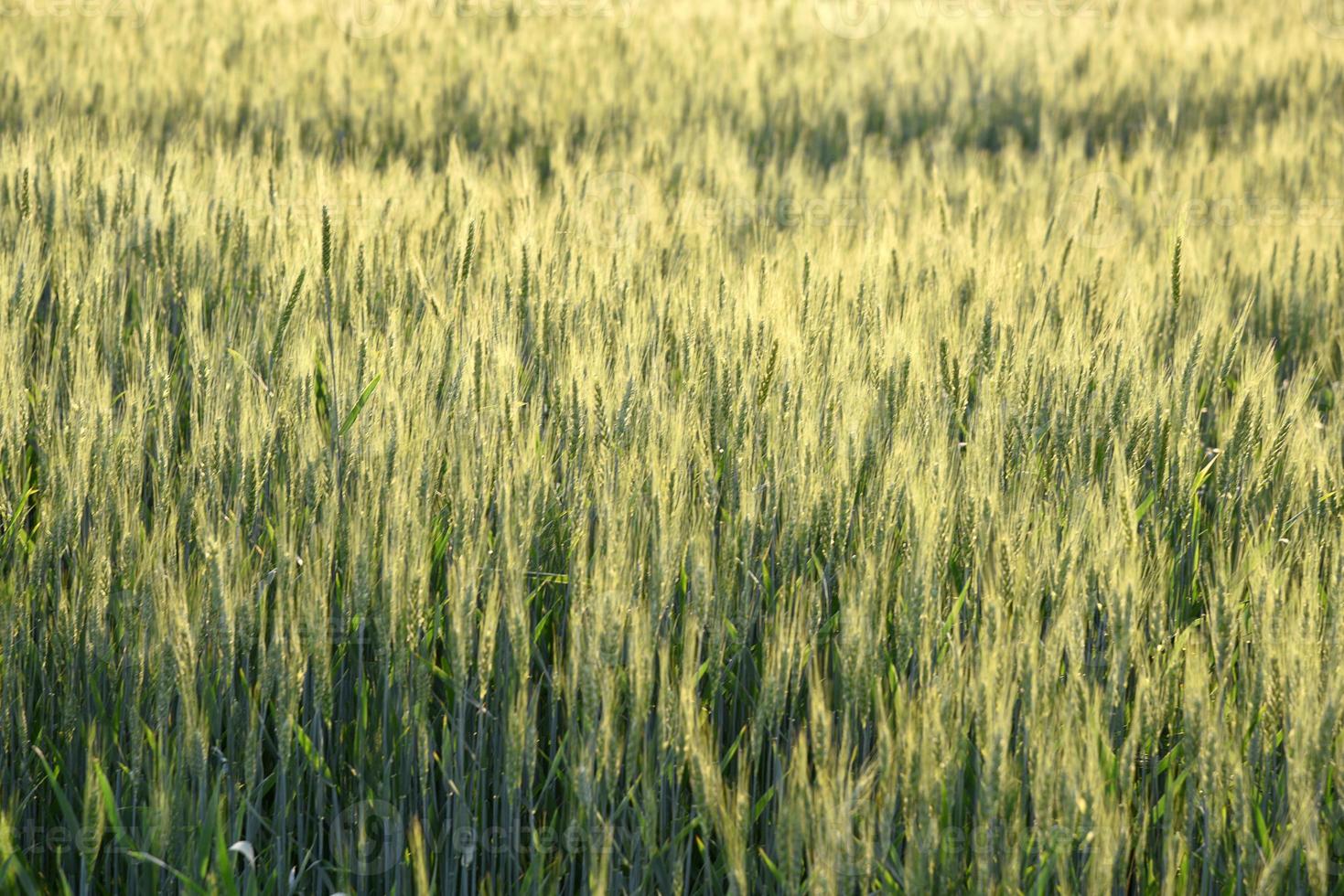 Green wheat at organic farm field photo