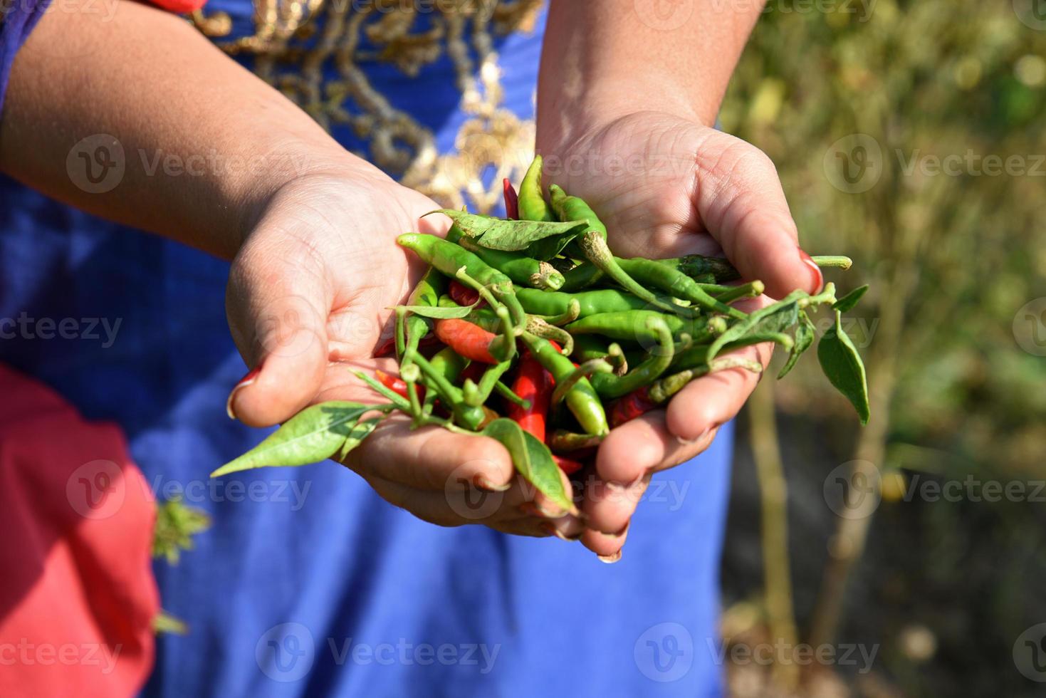 Primer plano de un pimiento verde orgánico sosteniendo en la mano del joven agricultor en el campo agrícola, foto