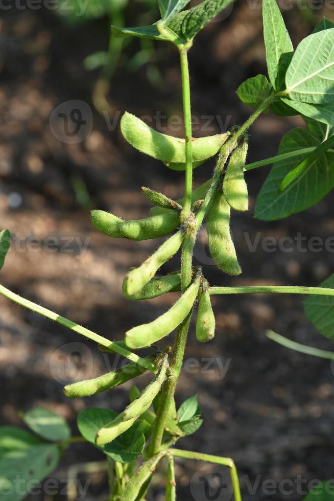 plantas de soja verde fresca en el campo agrícola foto