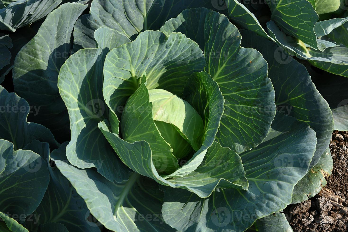 Close up of Green cabbages in the agriculture field photo