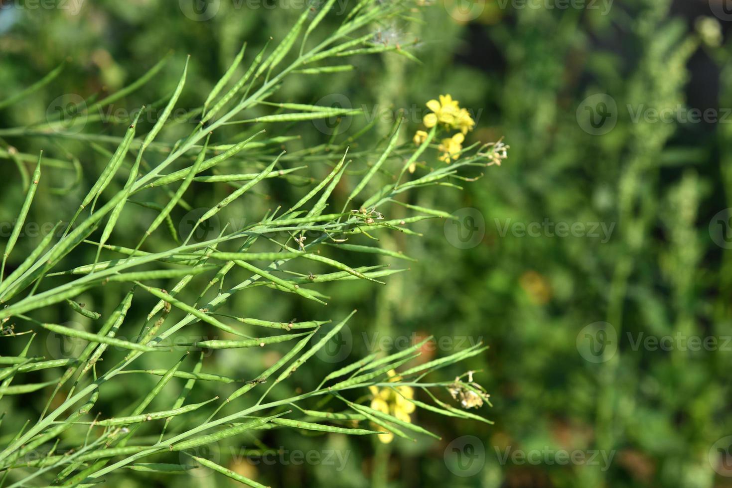 Vainas de mostaza verde que crecen en el campo agrícola agrícola. foto