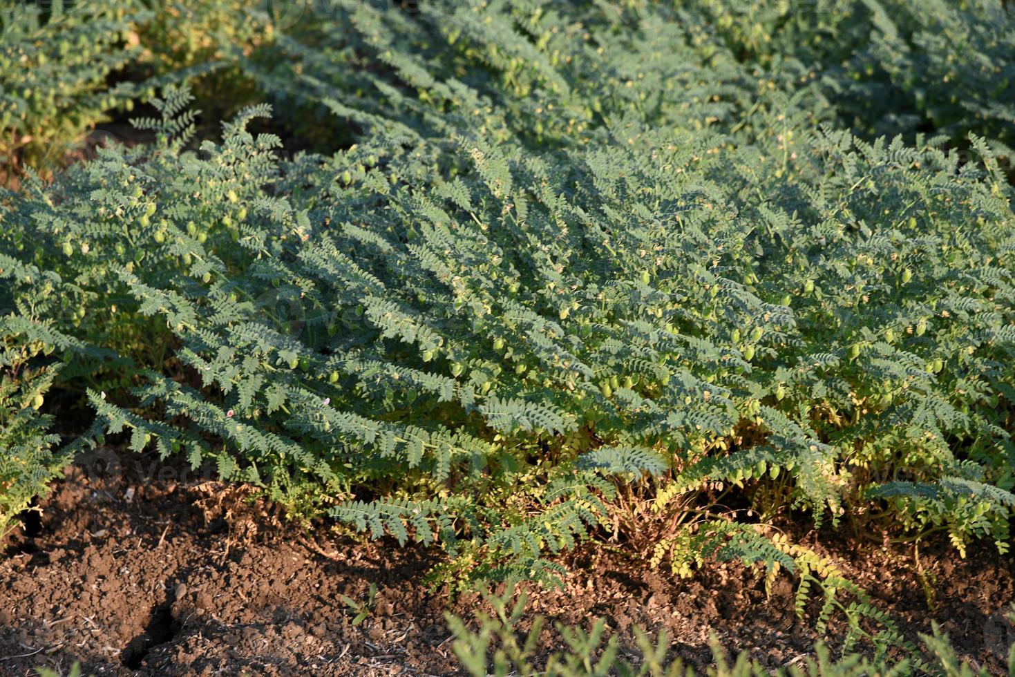 Chickpeas pod with green young plants in the farm field, Closeup. photo