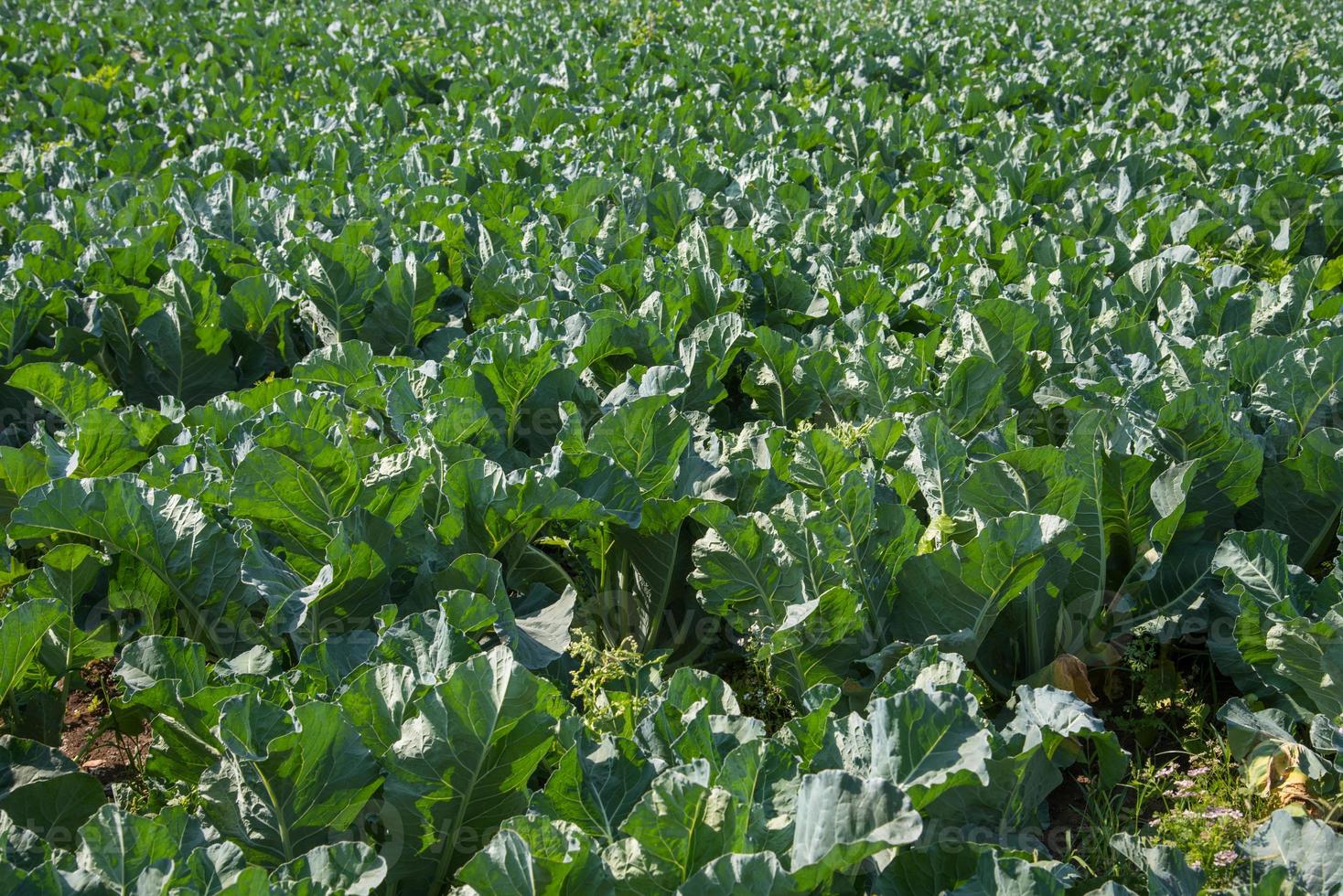 Cabbage field or farm, Green cabbages in the agriculture field photo