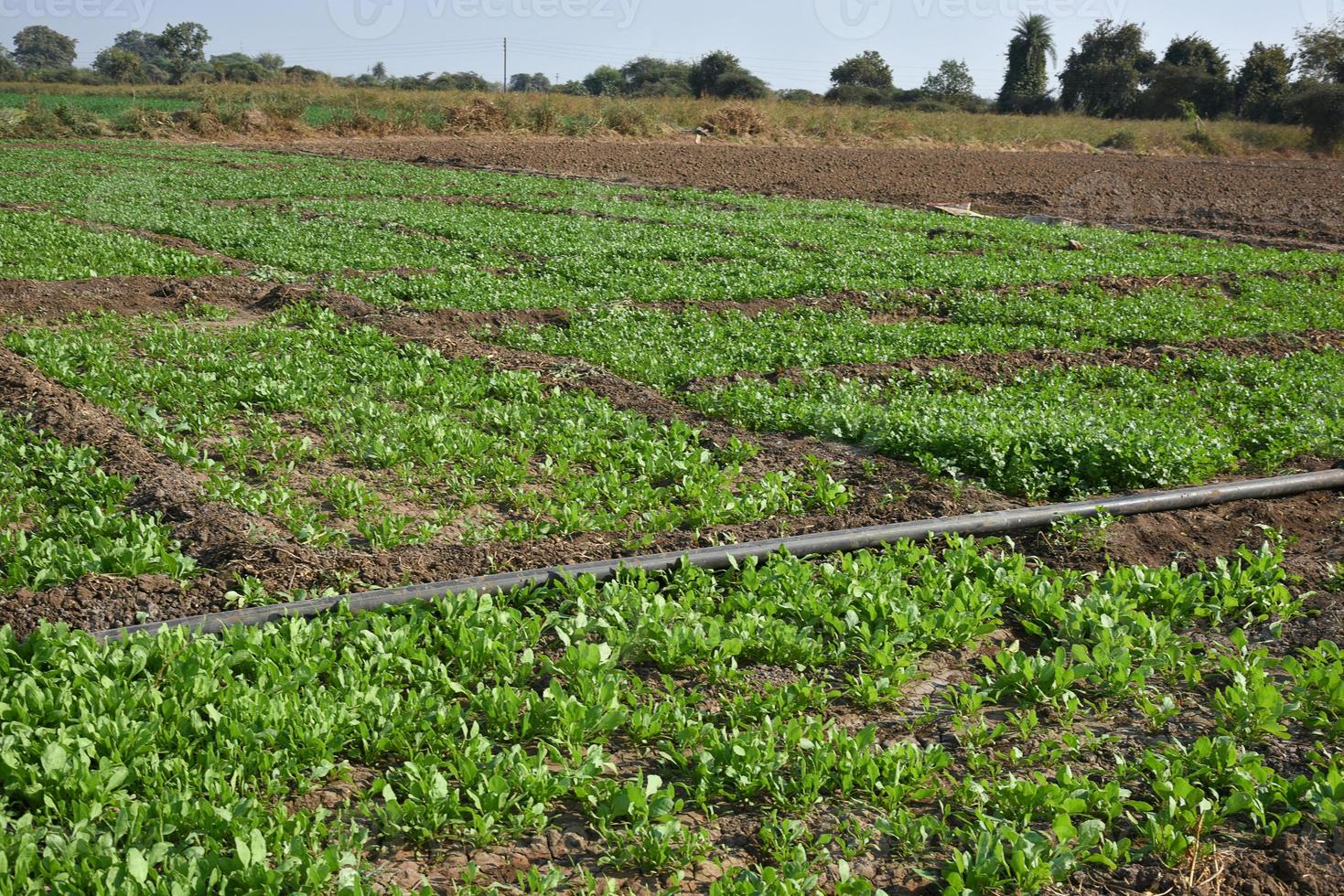 Fresh spinach in organic farm photo