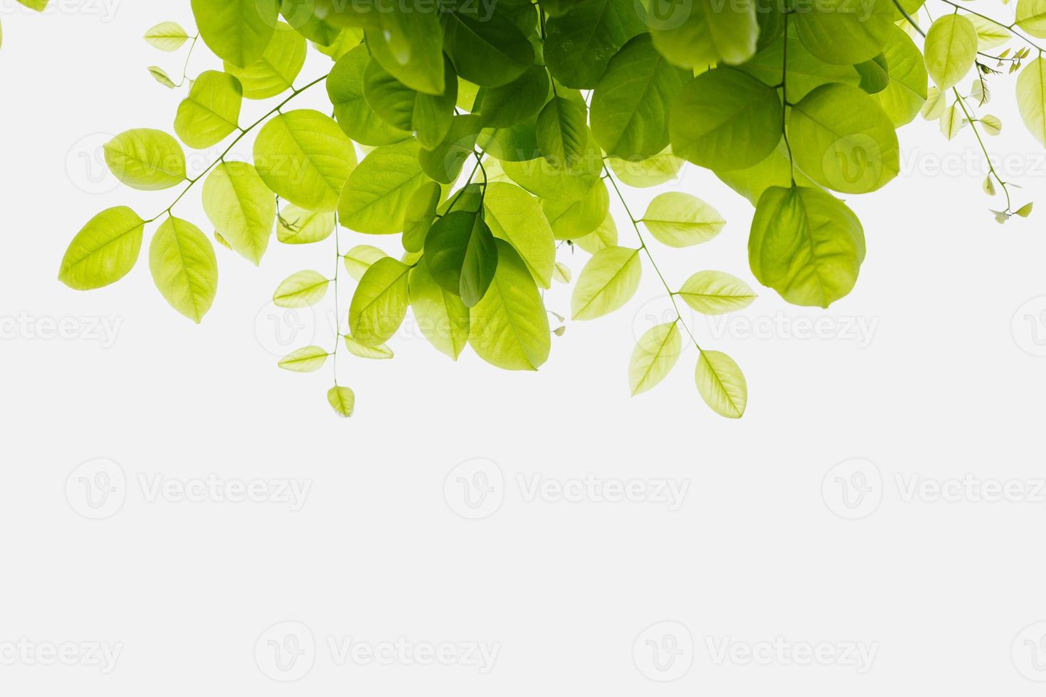 Green leaf freshness photo