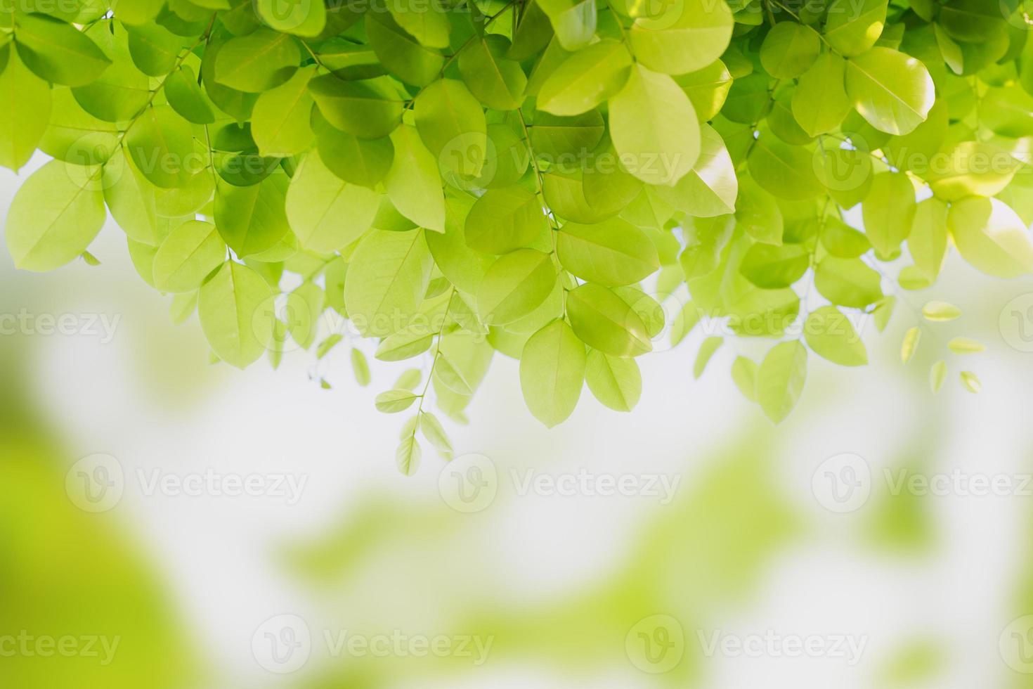 frescura de la hoja verde foto