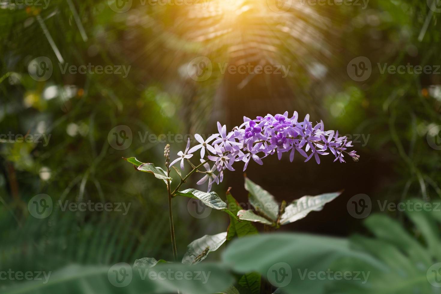 Sandpaper vine flowers photo