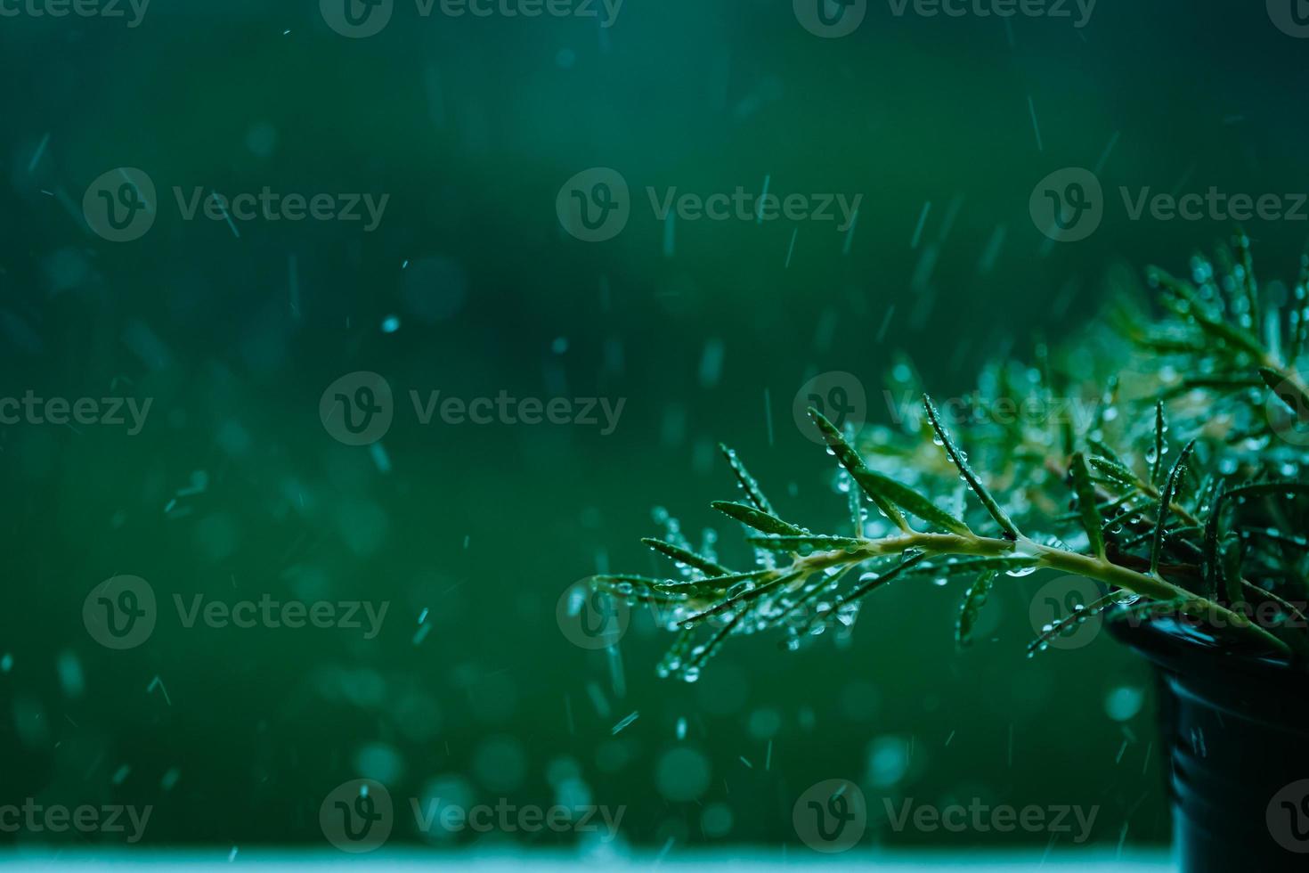 Flower pot is raining on the balcony photo