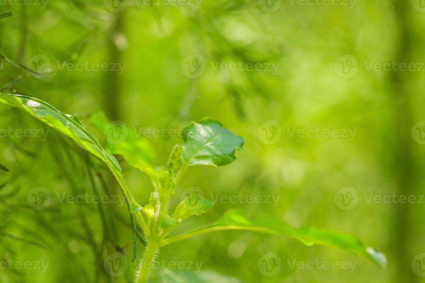 Basil leaves on green photo