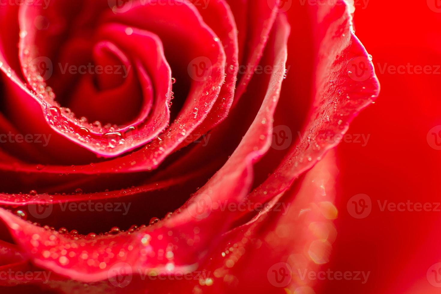 Macro Red Rose background photo