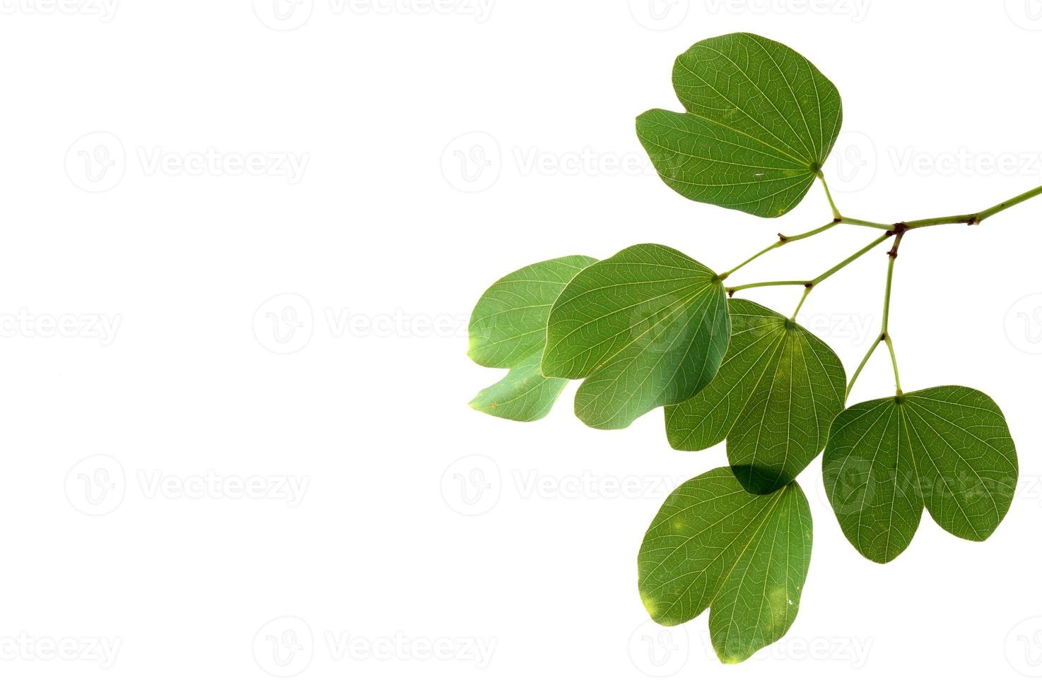 Indian Festival Dussehra, showing golden leaf, Piliostigma racemosum, Greeting card, photo