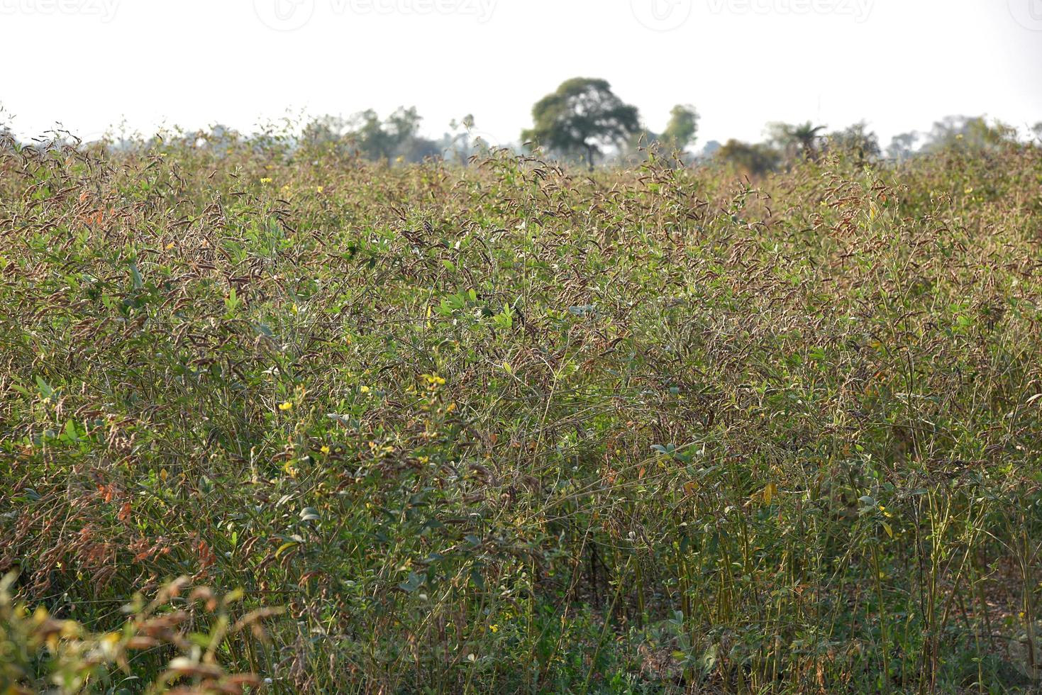 Cultivo de gandul en campo agrícola campo foto