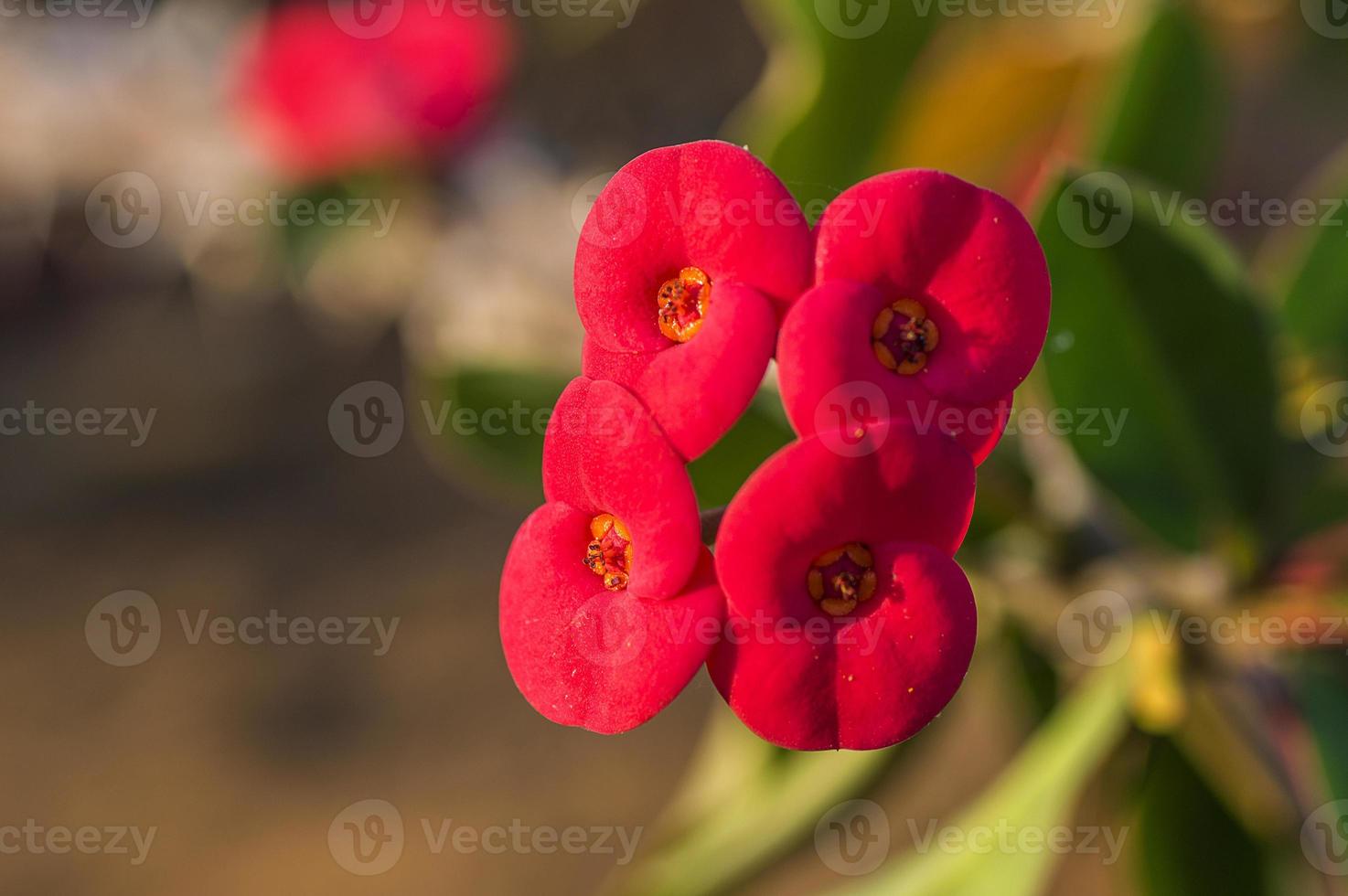 Red cactus flower photo