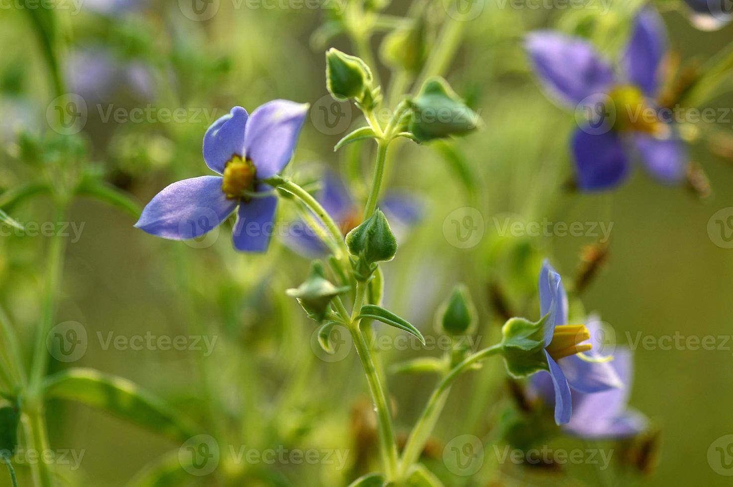 Purple violet flowers with grass on blurry green background photo