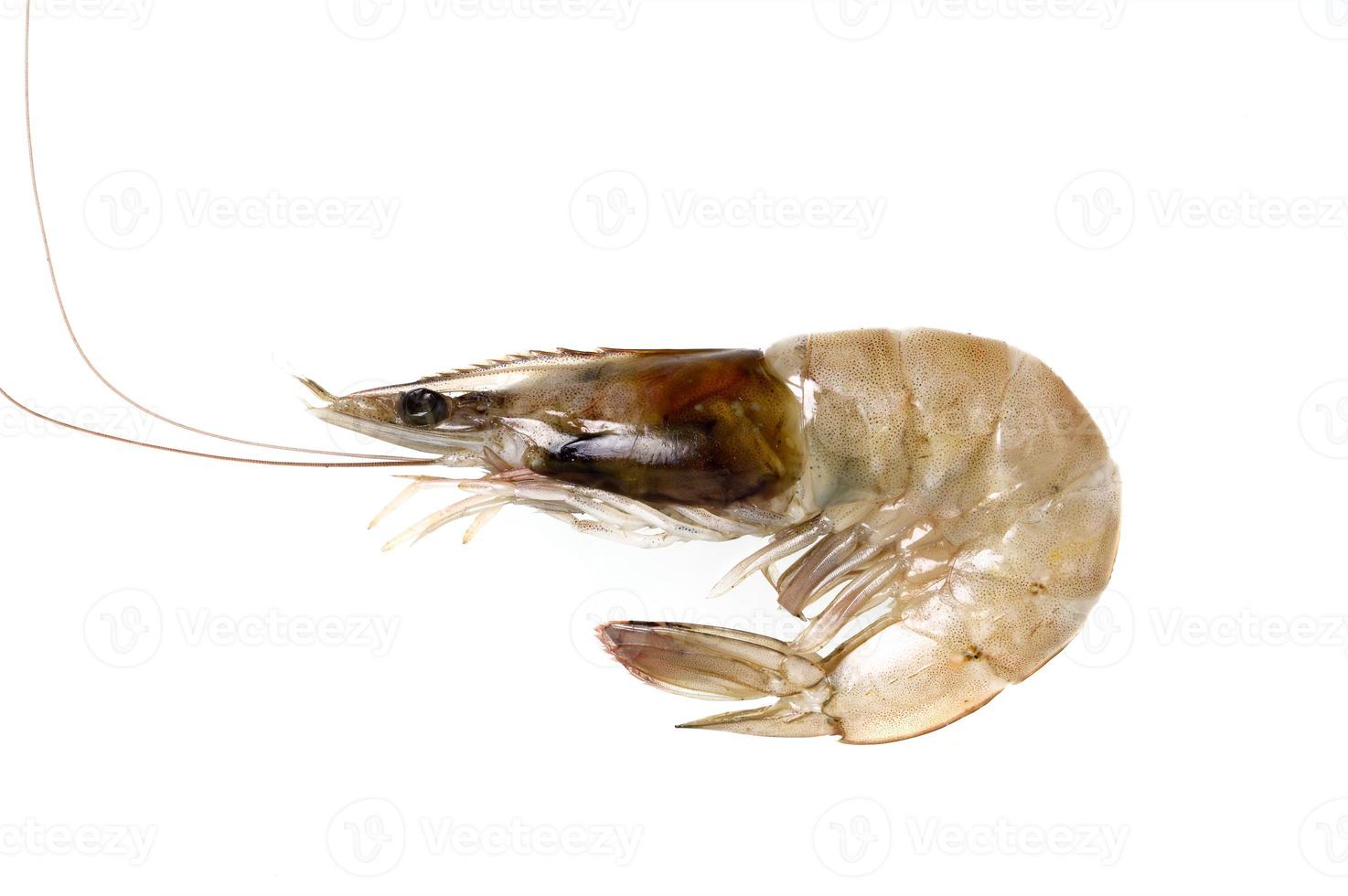 Fresh Prawn or Shrimp Isolated on white background photo