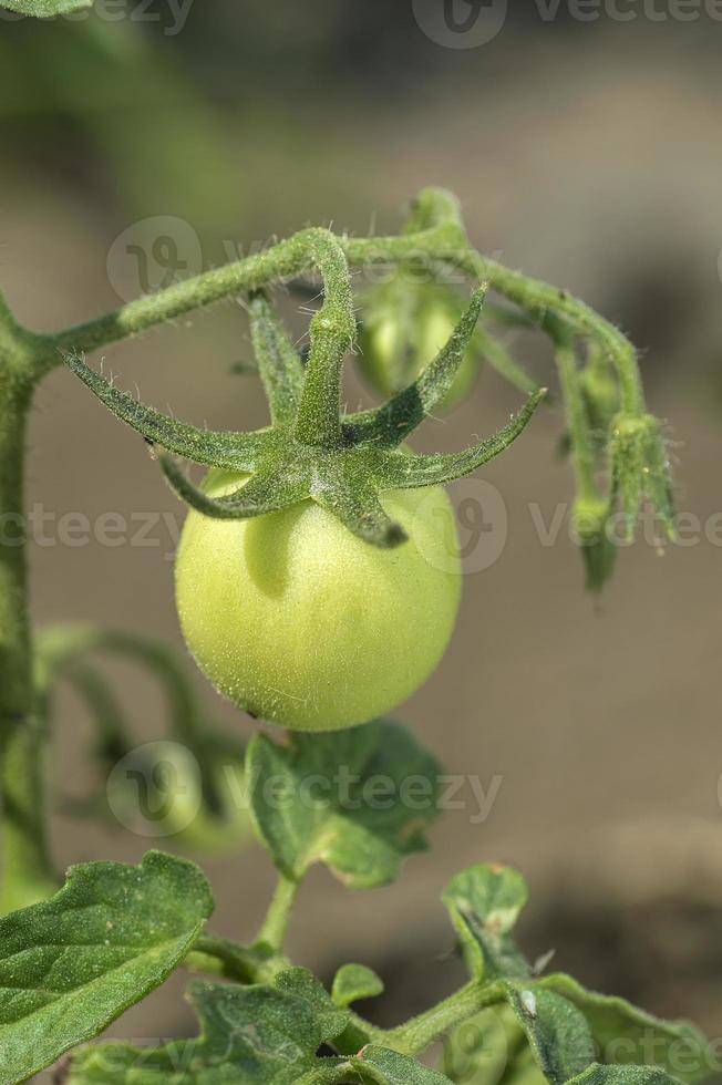 Planta de tomate fresco en granja orgánica. foto