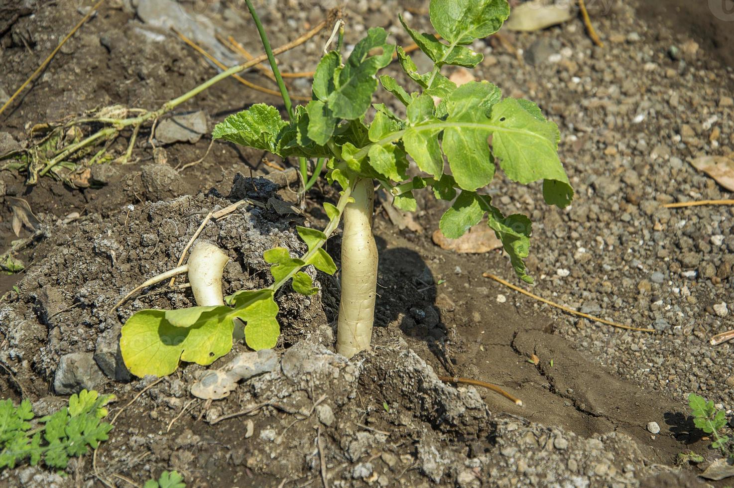 rábano crece en el campo de la granja foto