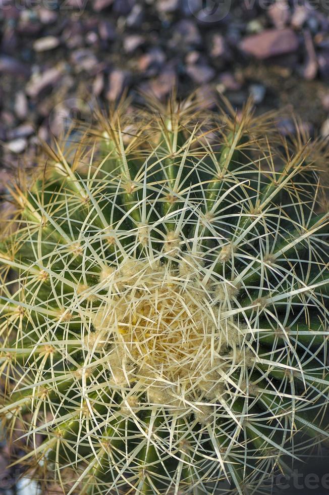 Cactus plant in park photo