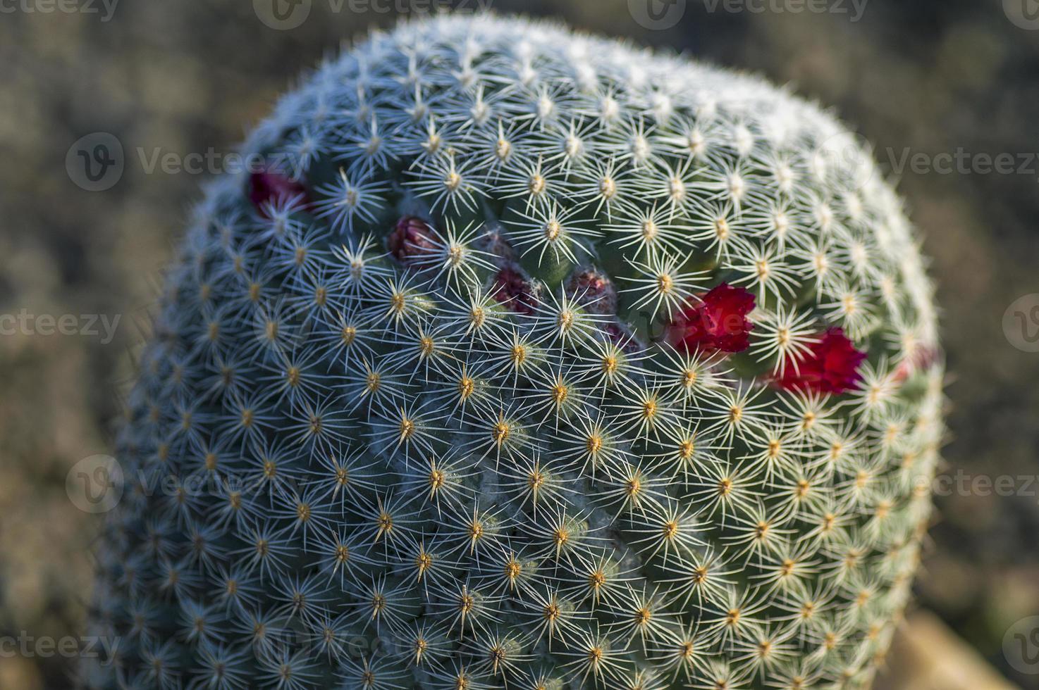 planta de cactus en el parque foto