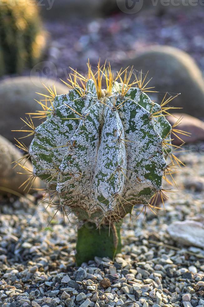 Cactus plant in park photo