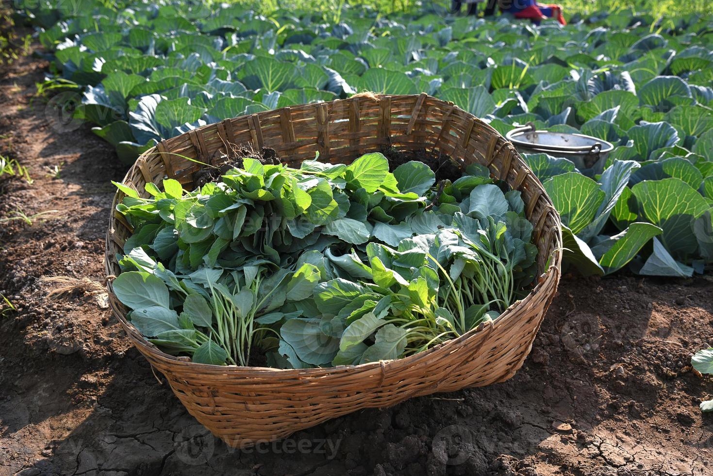 campo o granja de repollo, coles verdes en el campo de la agricultura foto