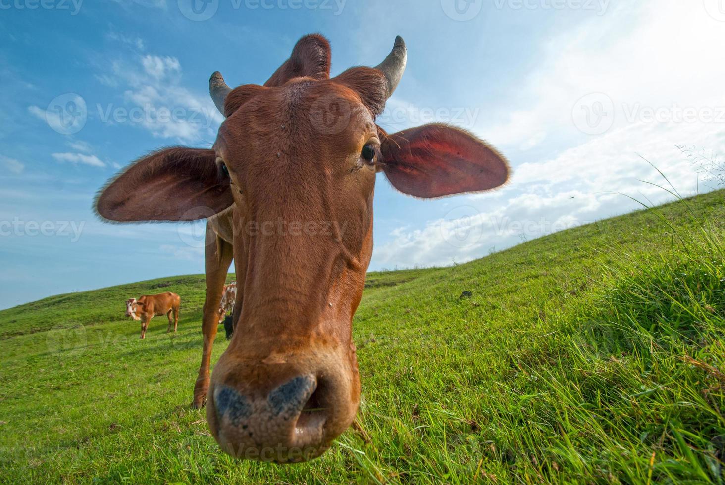 Cows grazing on lush grass field photo