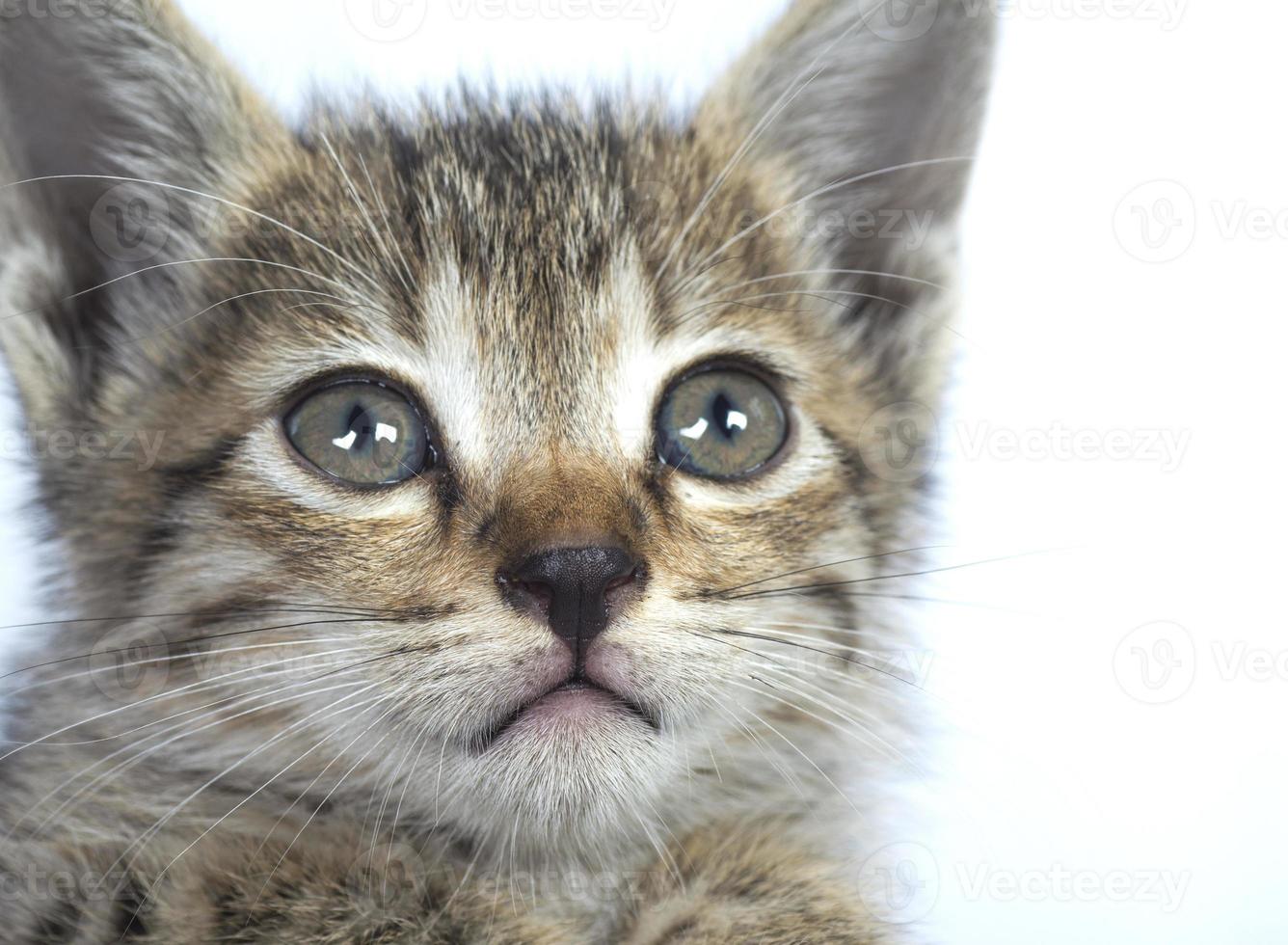 Gray striped Kitten on a white background, Small predator, photo