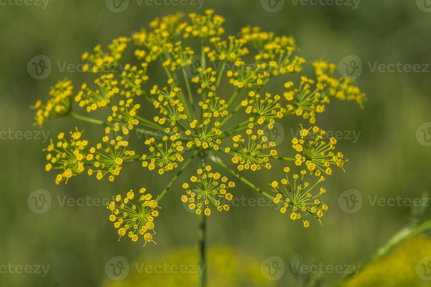 Flower of green dill, Anethum graveolens grow in agricultural field. photo