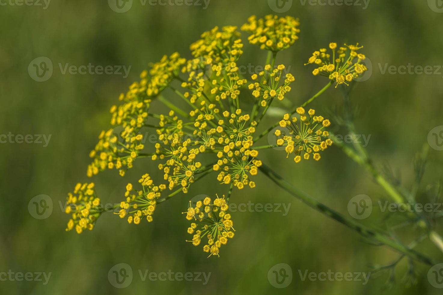 Flower of green dill Anethum graveolens grow in agricultural field. photo