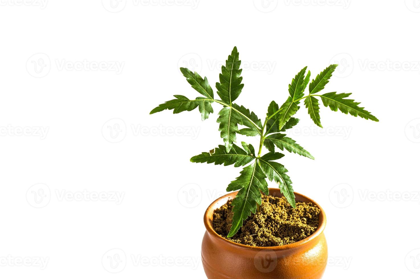 Young Neem tree in clay pot on white background. Azadirachta indica Tree. photo
