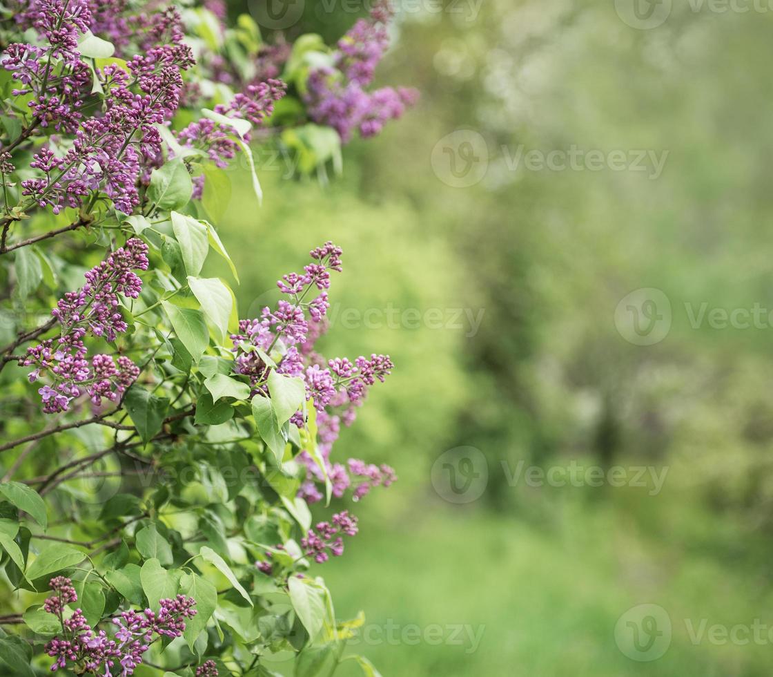 Lilac bushes in front of a green garden photo