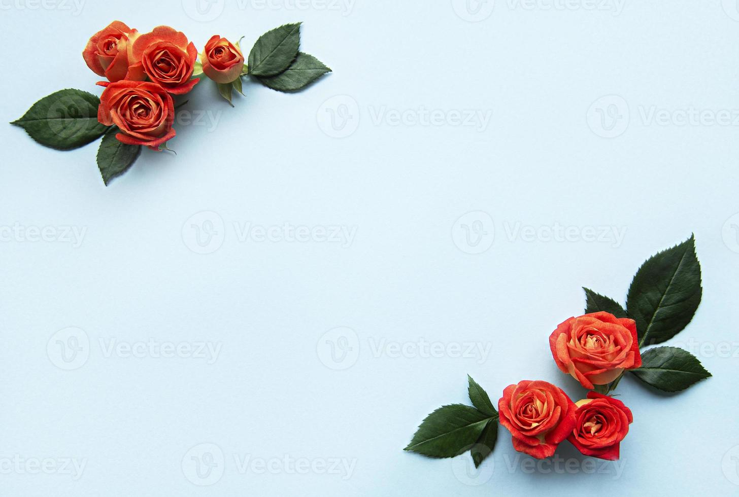 composición de flores. Bastidor de rosas rojas y hojas sobre fondo azul. foto