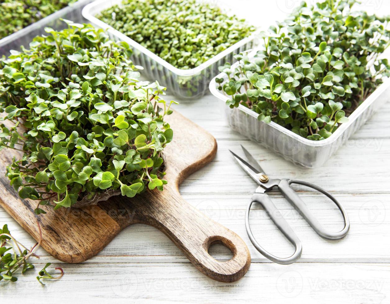 microgreens de rábano rojo foto