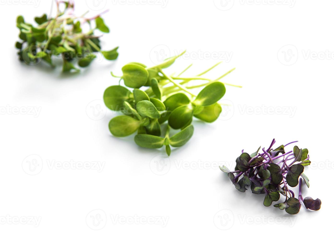 Set of fresh microgreens photo