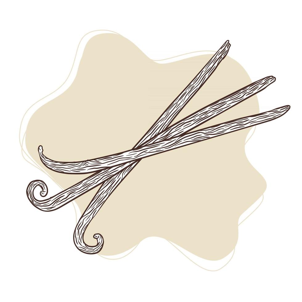Vanilla Sticks Engraved Vintage Illustration vector